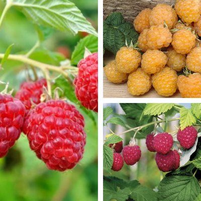 TRIO Framboisiers  - Leaderplant