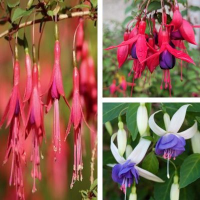 Trio de Fuchsias - Leaderplant