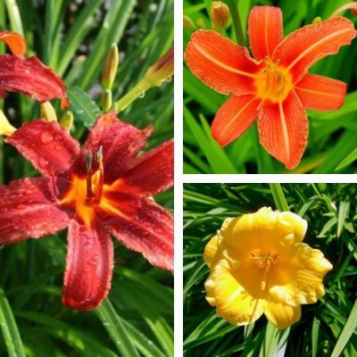 Kit Trio Hémérocalles -3 variétés - Leaderplant