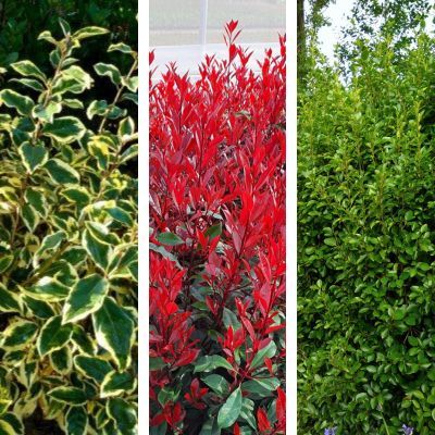 Kit Haie Rustique Tricolore - 10m de haie - Leaderplant