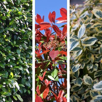 TRIO Haie persistante et colorée - Leaderplant