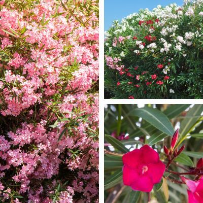 TRIO Lauriers Roses  - Leaderplant