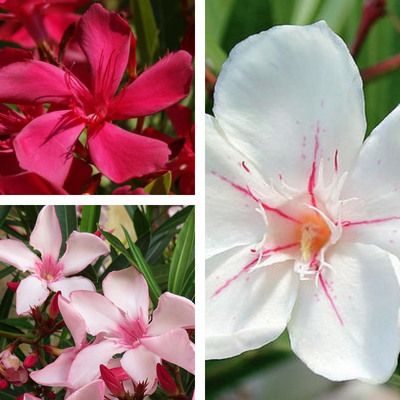 TRIO Lauriers Roses  - Leaderplant