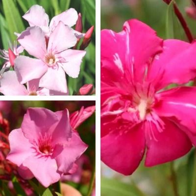 TRIO Lauriers Roses  - Leaderplant