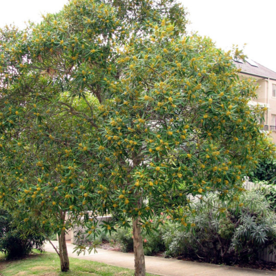 Tristaniopsis Laurina – Arbre Kanooka  - Leaderplant