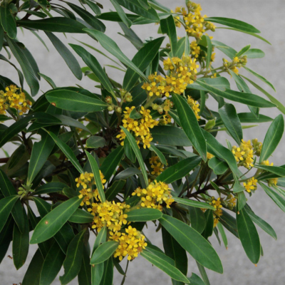 Tristaniopsis Laurina – Arbre Kanooka  - Leaderplant
