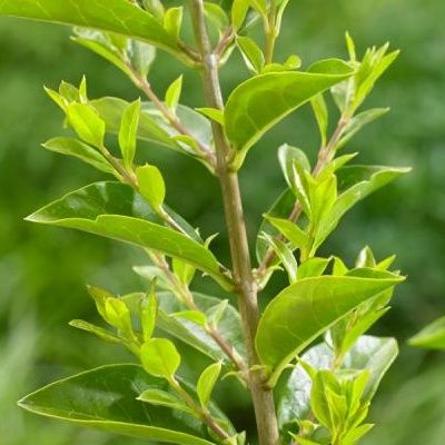 Troène de Californie Green Diamond ® - Leaderplant