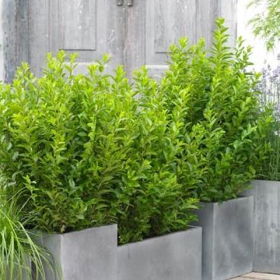 Troène de Californie Green Diamond ® - Leaderplant