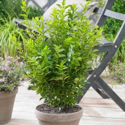 Troène de Californie Green Diamond ® - Leaderplant