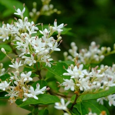 Troène commun - Leaderplant