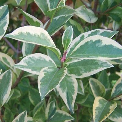 Troene de Californie argenté-troène-troëne - Leaderplant