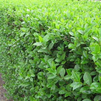 Troene-Troène vert-Troëne de Californie - Leaderplant