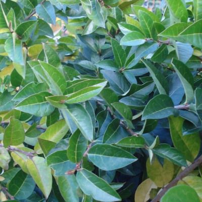 DESTOCKAGE Troene-Troène vert-Troëne de Californie - Leaderplant