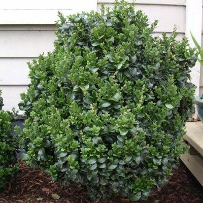 Troène du Japon à feuilles de Camélia - Leaderplant