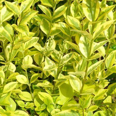 Troene de Californie doré - troène-troëne - Leaderplant