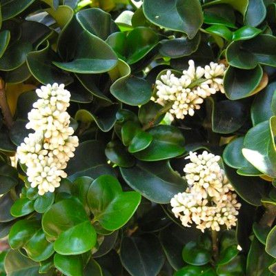 Troène du Japon à feuilles de Camélia - Leaderplant