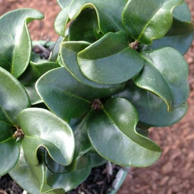 Troène du Japon à feuilles de Camélia - Leaderplant