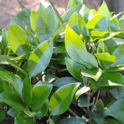 Troène du Japon Texanum - Leaderplant