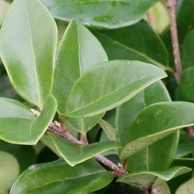 Troène du Japon Texanum - Leaderplant