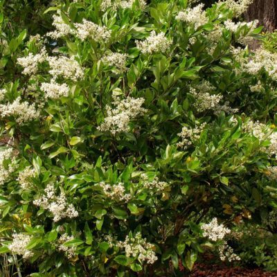 Troène du Japon Texanum - Leaderplant