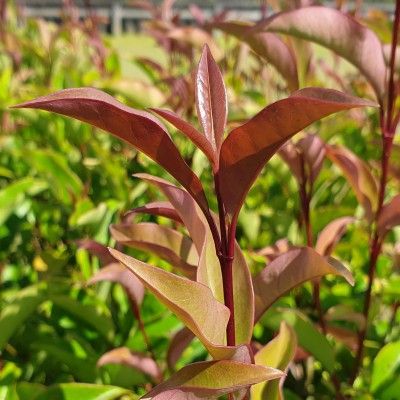 Troene luisant Green Screen ® - Leaderplant