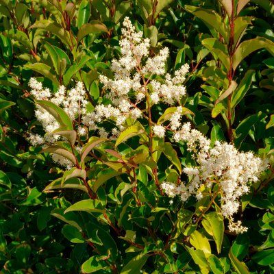 Troene luisant Green Screen ® - Leaderplant