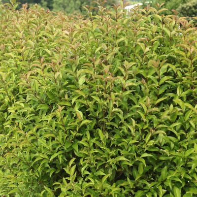 Troene luisant Green Screen ® - Leaderplant