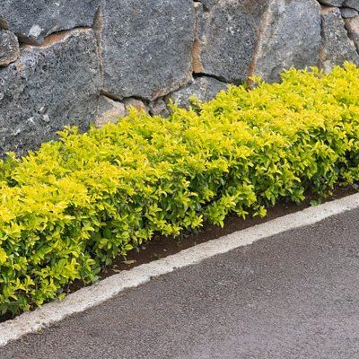 Troène 'Lemon & Lime' ® - Leaderplant