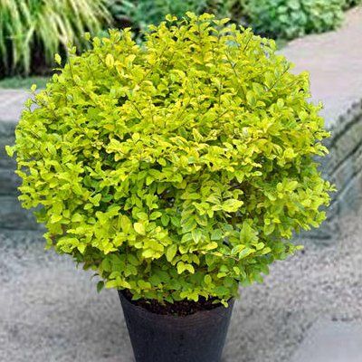 Troène 'Lemon & Lime' ® - Leaderplant