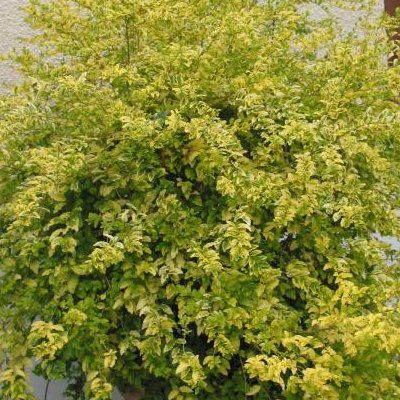 Troène 'Lemon & Lime' ® - Leaderplant
