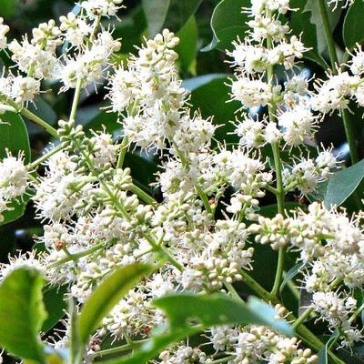 Troène luisant - Leaderplant