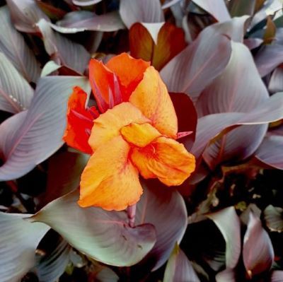 Canna Tropicanna Black ® - Leaderplant