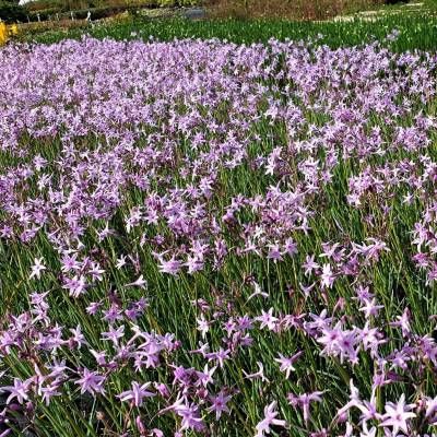 Tulbaghia 'Dark Star' ® - Leaderplant