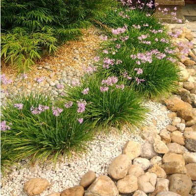 Tulbaghia 'Dark Star' ® - Leaderplant