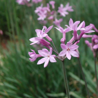 Tulbaghia en mini-motte - Leaderplant