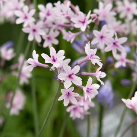 Tulbaghia Purple Eye ®   - Leaderplant