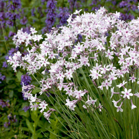 Tulbaghia Purple Eye ®   - Leaderplant
