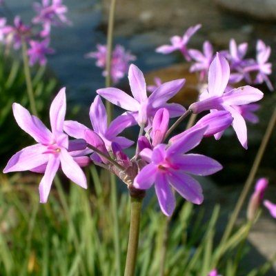 Tulbaghia panaché - Leaderplant