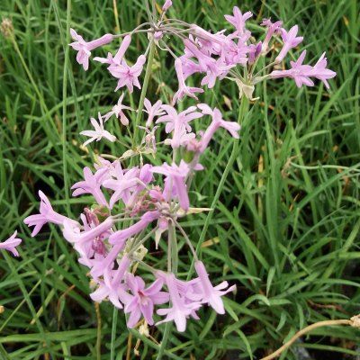 Tulbaghia en mini-motte - Leaderplant