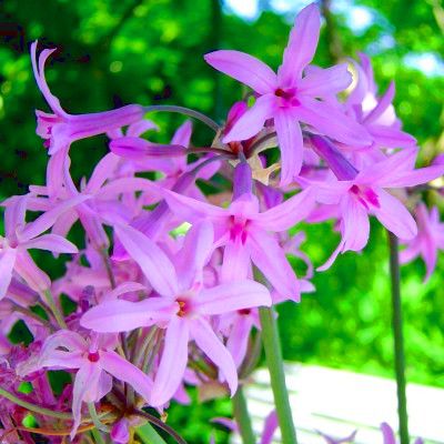 Tulbaghia - Leaderplant