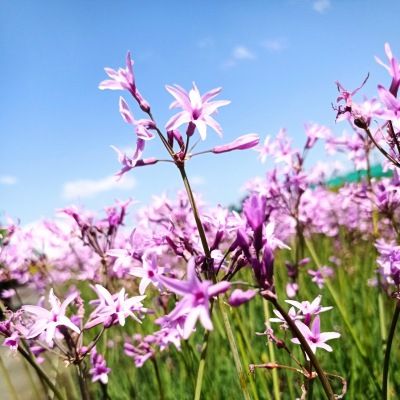 Tulbaghia - Leaderplant