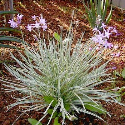 Tulbaghia panaché - Leaderplant