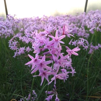 Tulbaghia 'Dark Star' ® - Leaderplant