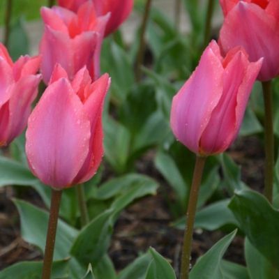 Tulipe Fosteriana Albert Heijn (10 Bulbes)  - Leaderplant