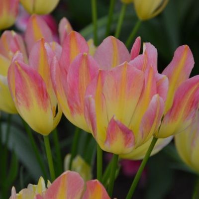 Tulipe pluriflore Antoinette (8 bulbes)  - Leaderplant