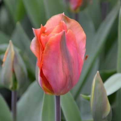Tulipe Viridiflora Artist (8 Bulbes)  - Leaderplant