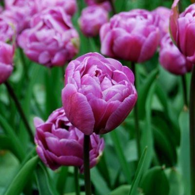 Tulipe double tardive Blue Diamond (8 Bulbes)  - Leaderplant