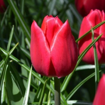 Tulipe simple hâtive Christmas Carol (10 Bulbes)  - Leaderplant