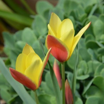 Tulipe de Clusius (10 bulbes) - Leaderplant
