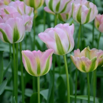 Tulipe Viridiflora Groenland (8 Bulbes)  - Leaderplant